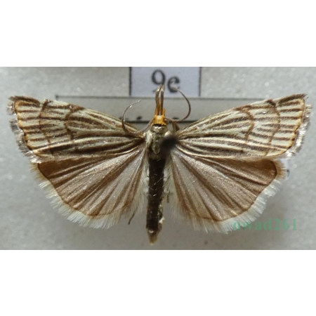 Chrysocramboides craterella (Scopoli, 1763) Slovakia9e